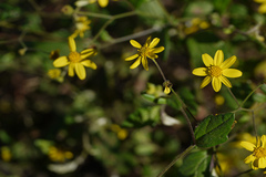 Senecio grahamii
